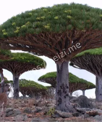 索科特拉岛龙血树